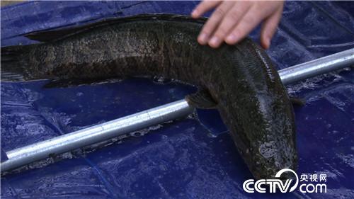 穷小子黑鱼塘捞出500万元(2017.1.9)