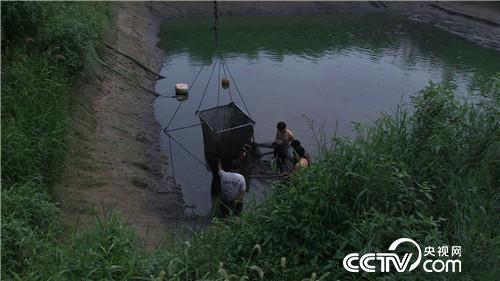 穷小子黑鱼塘捞出500万元(2017.1.9)