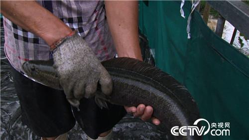 穷小子黑鱼塘捞出500万元(2017.1.9)