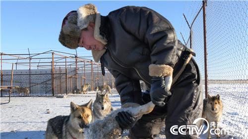 致富经:智斗群狼年赚百万 1月12日