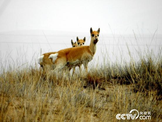 尖木措镜头下的普氏原羚