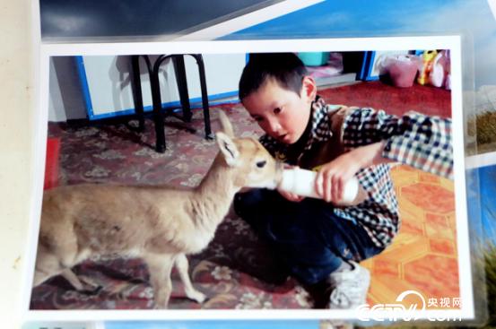 尖木措拍摄的儿子照片，儿子朋毛仁青正在给小原羚喂奶。