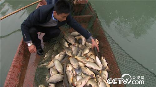 一斤鱼200元 一头牛20万 凭啥 20170221