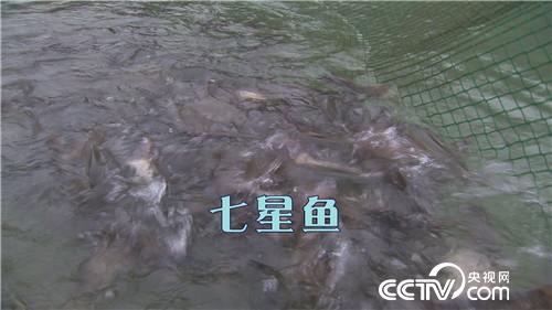 一斤鱼200元 一头牛20万 凭啥 20170221