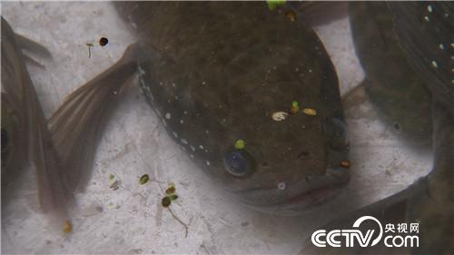 一斤鱼200元 一头牛20万 凭啥 20170221