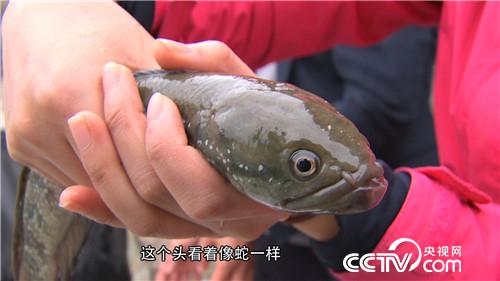 一斤鱼200元 一头牛20万 凭啥 20170221