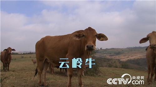 一斤鱼200元 一头牛20万 凭啥 20170221