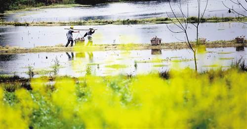 A folk saying states that "the dragon raises its head on the second day of the second lunar month." People hope that dragons will rise to produce plentiful rain for mankind and facilitate spring plowing.