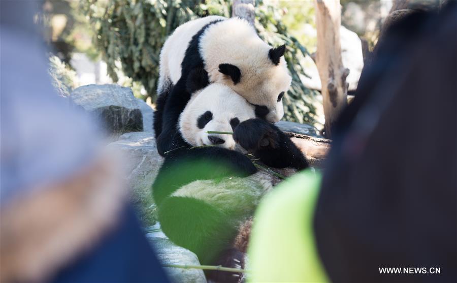 Giant panda cub Jia Panpan (Top) (meaning Canadian Hope) and its mother Er Shun play at the Toronto Zoo in Toronto, Canada on March 17, 2017. (Xinhua/Li Haitao) 