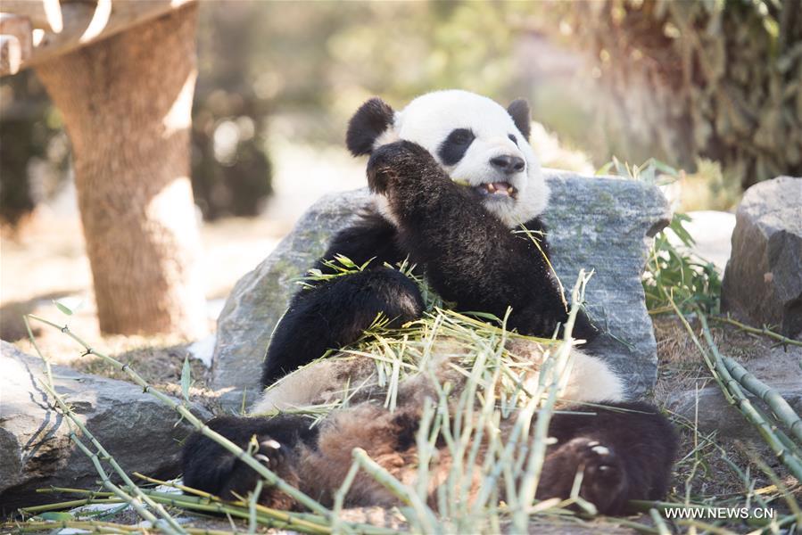 Giant panda Er Shun eats bamboo at the Toronto Zoo in Toronto, Canada on March 17, 2017. (Xinhua/Li Haitao) 