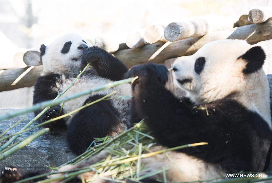 Giant panda cub Jia Panpan (L) (meaning Canadian Hope) and its mother Er Shun eat bamboo at the Toronto Zoo in Toronto, Canada on March 17, 2017. (Xinhua/Li Haitao) 