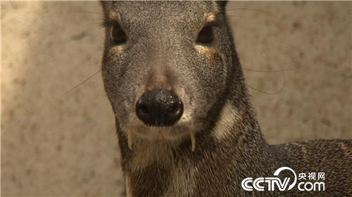 致富经:一克400元 他如何抓住飞檐走壁的商机(20170329)