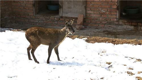 致富经:一克400元 他如何抓住飞檐走壁的商机(20170329)