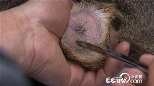 致富经:一克400元 他如何抓住飞檐走壁的商机(20170329)