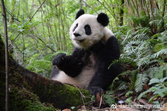A giant panda breeding base has confirmed that one of their first released pandas died in September last year.