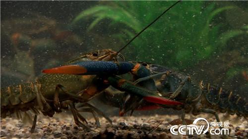 致富经:爱美男人遭遇蓝色诱惑之后(20170330)