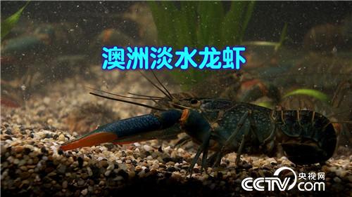 致富经:爱美男人遭遇蓝色诱惑之后(20170330)