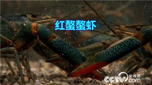 致富经:爱美男人遭遇蓝色诱惑之后(20170330)