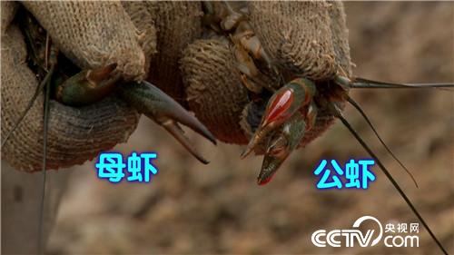 致富经:爱美男人遭遇蓝色诱惑之后(20170330)