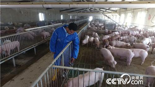 致富经:房地产老板养猪为何不怕猪价跌(20170419)