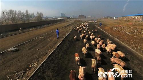 致富经:房地产老板养猪为何不怕猪价跌(20170419)