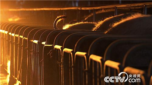 致富经:房地产老板养猪为何不怕猪价跌(20170419)