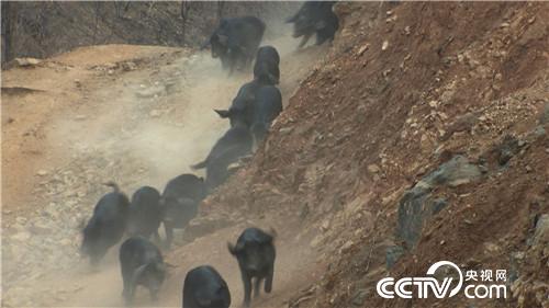 致富经:因祸得福 财富满山跑(20170425)