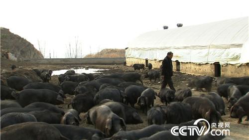 致富经:因祸得福 财富满山跑(20170425)