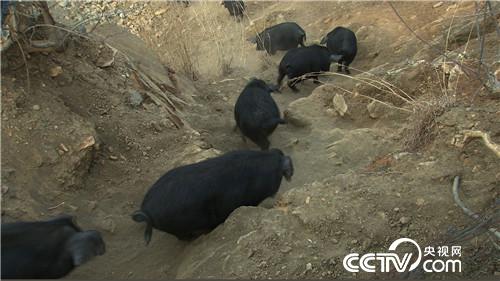 致富经:因祸得福 财富满山跑(20170425)