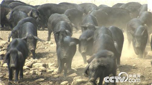 致富经:因祸得福 财富满山跑(20170425)