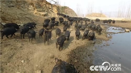 致富经:因祸得福 财富满山跑(20170425)