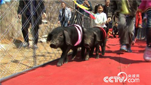 致富经:因祸得福 财富满山跑(20170425)