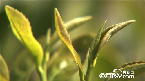 致富经:芽尖废料 他凭啥三年卖出7000多万 5月2日