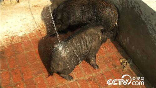 致富经:寻常坛子让穷小伙发现非凡财富(20170503)