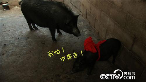 致富经:寻常坛子让穷小伙发现非凡财富(20170503)