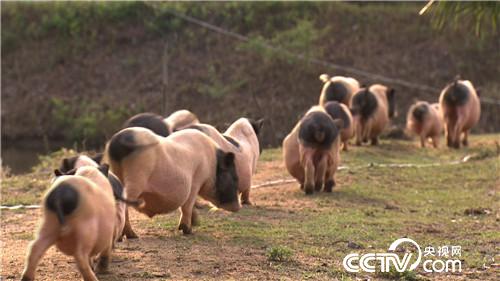 致富经:豫剧演员去养猪的别样财富(20170504)