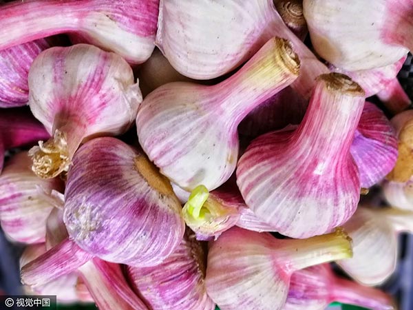Garlic. [Photo/VCG]
