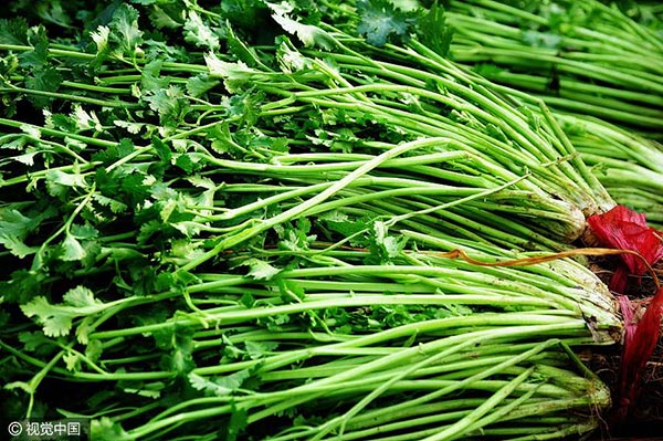 Coriander. [Photo/VCG]