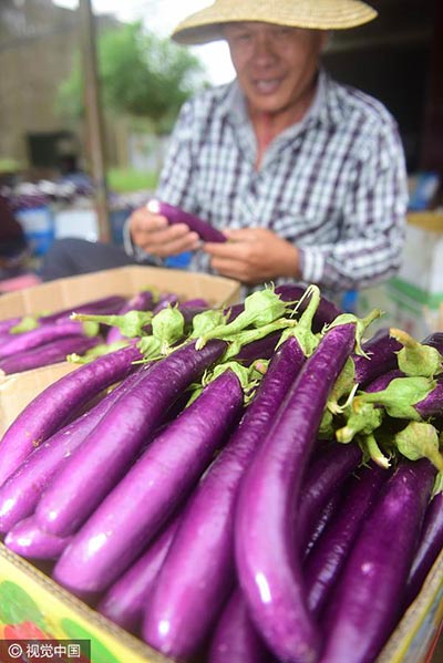 Eggplant. [Photo/VCG]