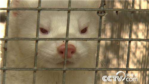 致富经:老人62岁濒临破产 3年后如何年销5000万?(20170510)