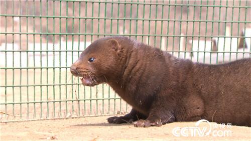 致富经:老人62岁濒临破产 3年后如何年销5000万?(20170510)