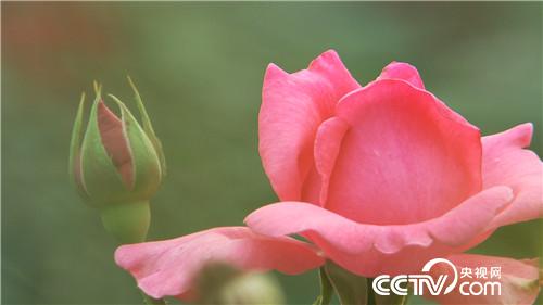 致富经:阳光大叔爱着急 贪财成就2个亿(20170602)