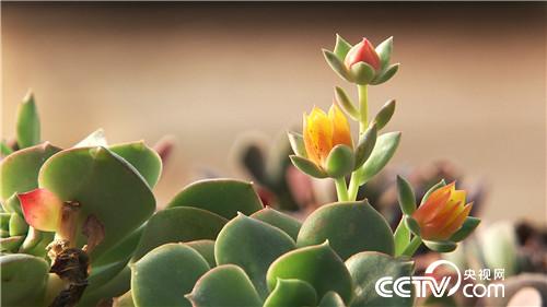 致富经:阳光大叔爱着急 贪财成就2个亿(20170602)