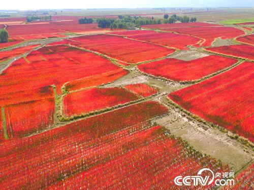 金昌市永昌县的藜麦基地。祁小松摄