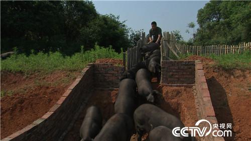 致富经:啃老六年被赶出家门之后(20170620)