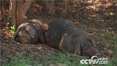 致富经:啃老六年被赶出家门之后(20170620)