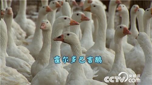 致富经:带着漂亮媳妇回家啃老的背后(20170711)