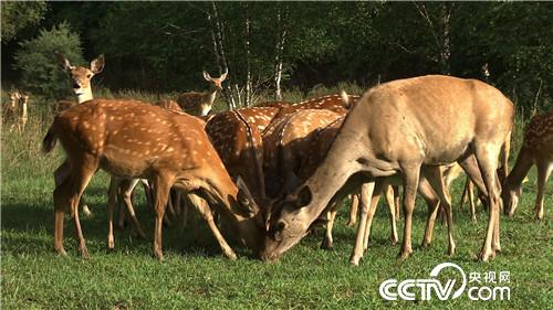 致富经:借八万赚百万 厚道汉子的生意经(20170822)