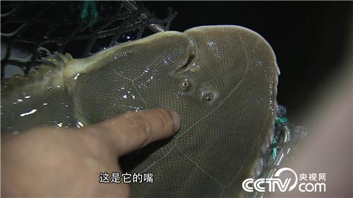 致富经:他的财富在山上 他的财富在海里(20170825)