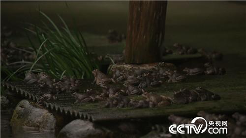 致富经:他的财富在山上 他的财富在海里(20170825)